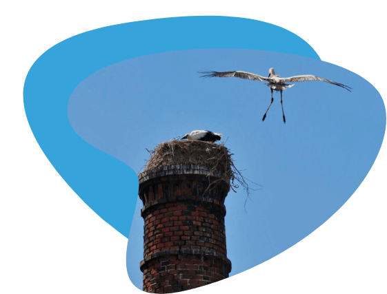 Nest-Removal