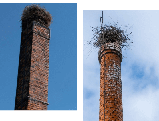 Nest-Removal-in-teaneck